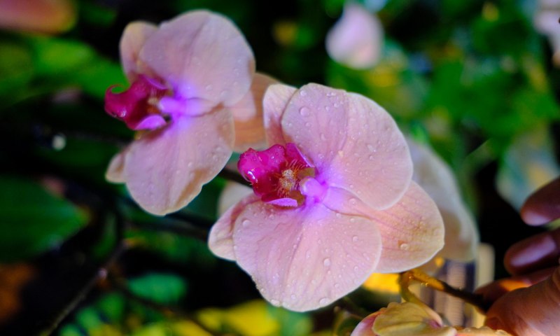 Фестиваль орхидей "Тропическая зима" откроется 24 декабря в "Аптекарском огороде"