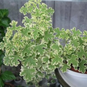 Выставка пеларгоний — с 1 по 4 ноября в «Аптекарском огороде» 1