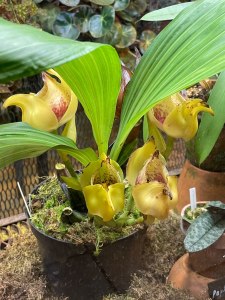 Тропические орхидеи расцвели в "Аптекарском огороде" 1