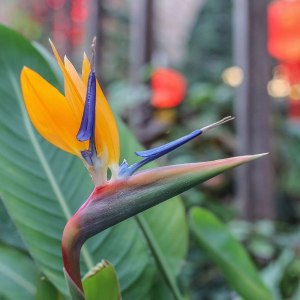 &laquo;Райская птица&raquo; расцвела в Аптекарском огороде 1