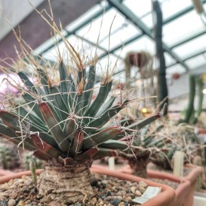 Выставка кактусов и других суккулентов пройдёт с 1 по 9 ноября в «Аптекарском огороде» 5 Выставка кактусов и других суккулентов пройдёт с 1 по 9 ноября в «Аптекарском огороде» 5