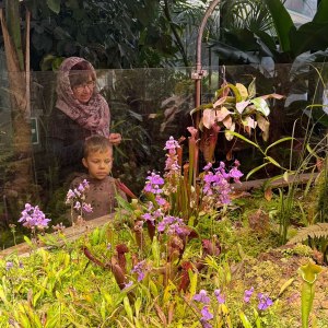 Хищная жирянка расцвела в тропиках «Аптекарского огорода» 1 Хищная жирянка расцвела в тропиках «Аптекарского огорода» 1