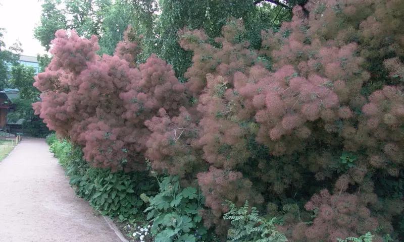 Розовое "дымное дерево" расцвело в "Аптекарском огороде"