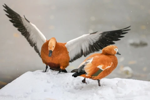 Последние экскурсии 