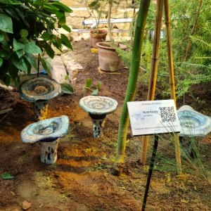 Выставка «Грибное место» открылась в субтропиках «Аптекарского огорода» 2