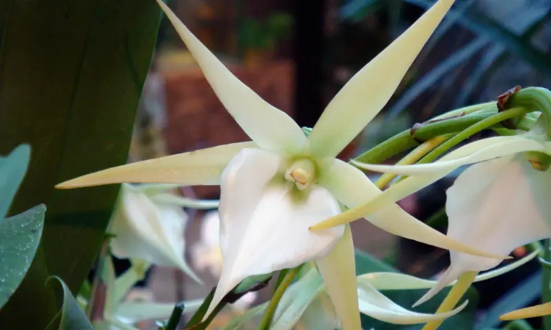 Редкая Рождественская орхидея расцвела в "Аптекарском огороде"
