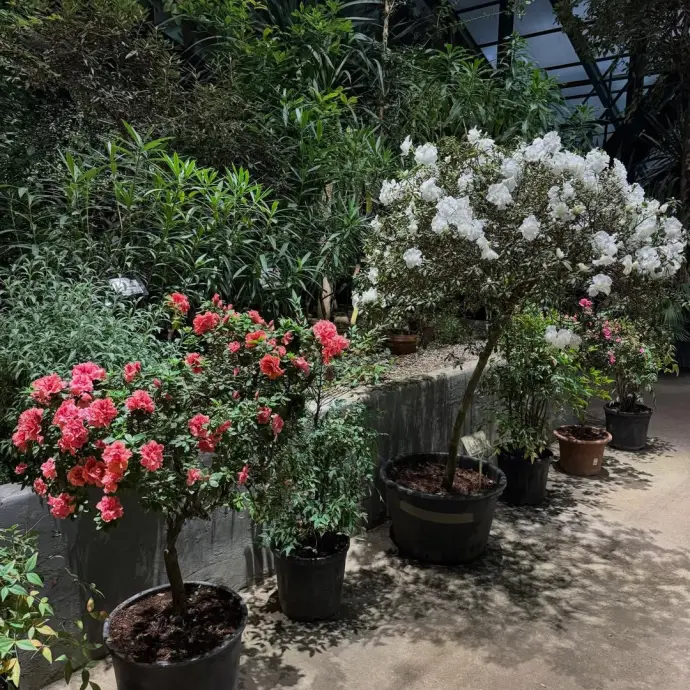 Приглашаем на новую экскурсию «Жизнь за стеклом: тропики и субтропики» в выходные!