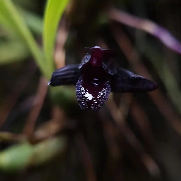 Самая чёрная в мире орхидея расцвела в Аптекарском огороде