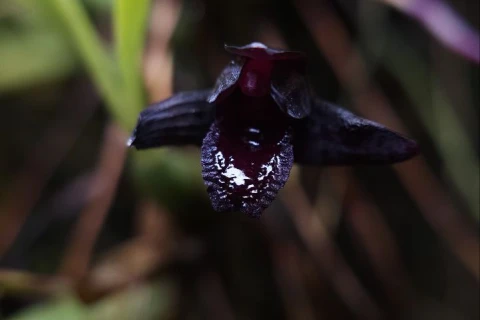 Самая чёрная в мире орхидея расцвела в Аптекарском огороде