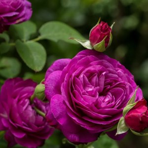 Выставка роз пройдёт с 27 июня по 5 июля в "Аптекарском огороде" 0