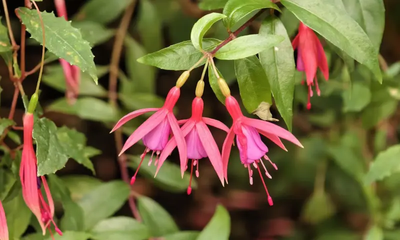 Первые камелии и азалии расцвели в «Аптекарском огороде» Первые камелии и азалии расцвели в «Аптекарском огороде»